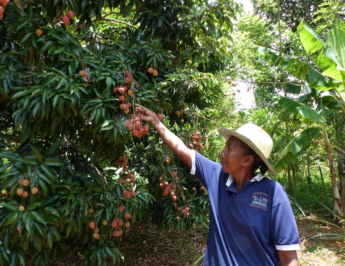 producteurs rÃ©colte litchi madagascar 